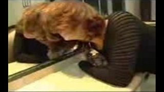 Masturbare și assfucked